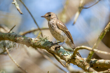 Fototapeta premium The ashy flycatcher (Muscicapa caerulescens) is a species of bird in the Old World flycatcher family Muscicapidae. It is found throughout sub-Saharan Africa.