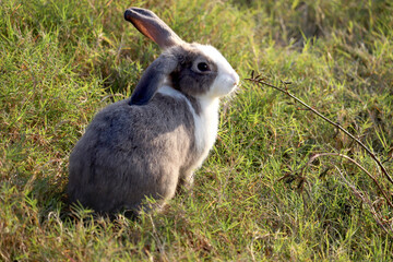 Happy cute grey with white spot fluffy bunny on green grass nature background, long ears rabbit in wild meadow, adorable pet animal in the backyard.