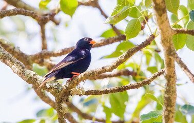 The village indigobird or steelblue widowfinch (Vidua chalybeata) is a small songbird. İt is live in Africa.