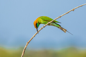 Green Bee-eater (Merops orientaiis) A beautiful little bird on the branches.