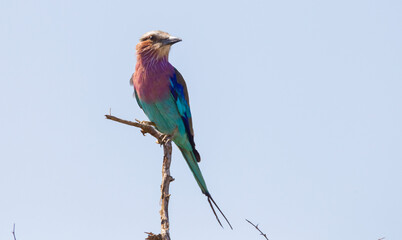 Lilac-breasted roles (Coracias caudatus) is a bird family belonging to the team. It is located in sub-Saharan Africa and wooded savanna areas in the southern part of the Arabian Peninsula.