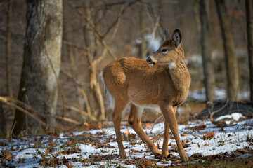 White-tailed deer in winter forest
