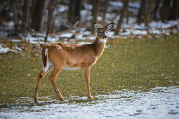 White-tailed deer in winter forest