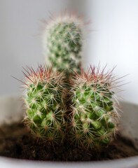 close-up thorny ornamental cactus,tiny cactus plant,ornamental cactus in vase,