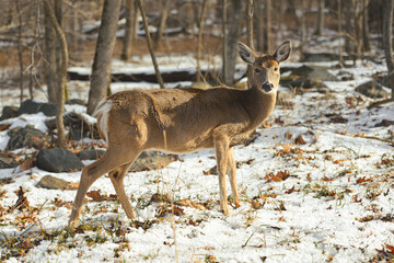 Fototapeta premium White-tailed deer in winter forest