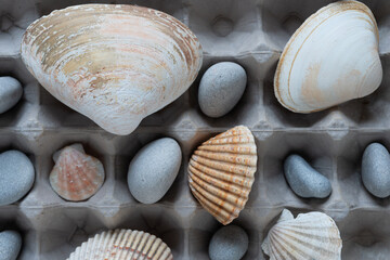 old seashells and smooth stones in an egg carton