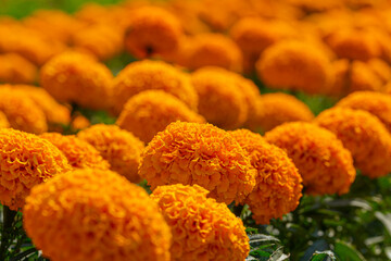 A beautiful close-up shot of a golden marigold flower, its petals fully bloomed and glowing in the sunlight.  The marigold is a symbol of the sun and represents passion, creativity, and warmth.
