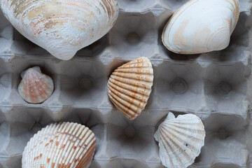 old sea shells in a cardboard egg carton