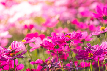 A stunning shot of a cosmos flower, with its delicate pink petals fully bloomed and surrounded by green foliage. Known for its delicate beauty and its ability to bring a touch of whimsy to any garden.