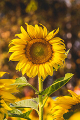 A stunning blossom sunflower captured in all its glory, with its bright yellow petals reaching towards the sun. The sunflower is a symbol of positivity, happiness,  making it a perfect choice.