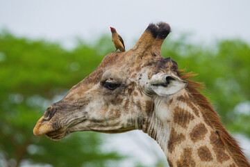 Red-billed oxpecker (Buphagus erythrorhynchus) is a resident African bird. And it is usually feeds on insects on giraffes, zebras and antelopes.