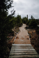 A sandy path along the shore of the Oderteich in the Harz Mountains in autumn. Hemmed in by fir and pine trees which are partly dead.