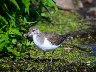 a bird