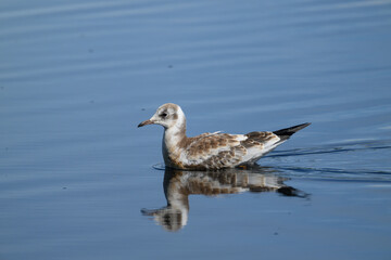 great crested grebe