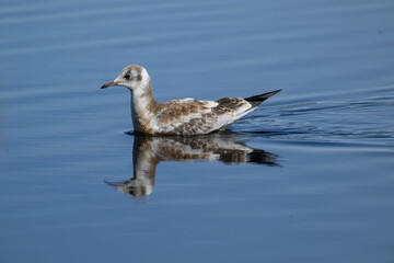 great crested grebe