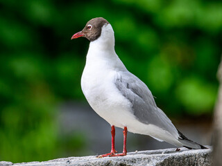 seagull on the rock