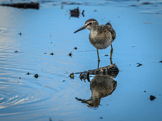 bird on the beach