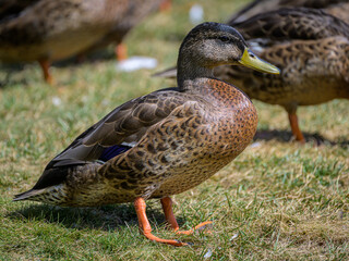 duck on the grass