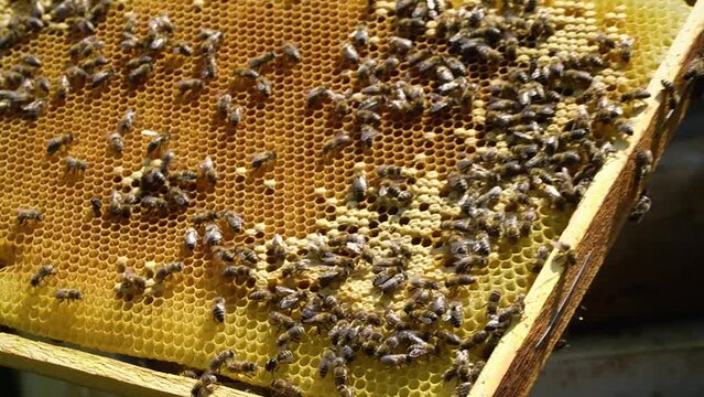 beekeeping concept. Honey bees fly into the hive. bees on a frame for honey. production of natural honey.