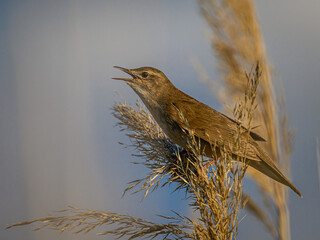 bird on a branch