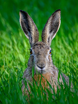 rabbitt