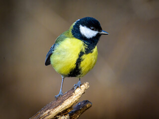 Fototapeta premium Little birds eating