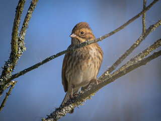 sparrow on a branch