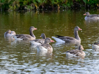 ducks on the lake