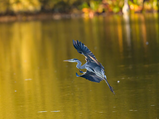 heron in flight