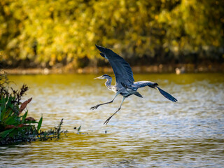 heron in the water