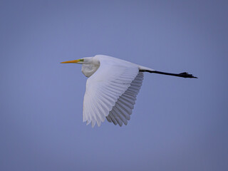 heron in flight