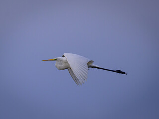 heron in flight