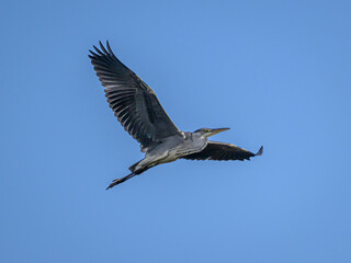 heron in flight