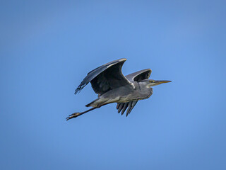 heron in flight