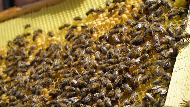 beekeeping concept. Honey bees fly into the hive. bees on a frame for honey. production of natural honey.