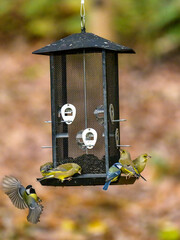 bird on feeder