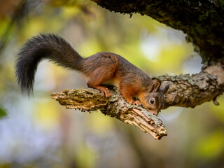 Little Curious Squirrel