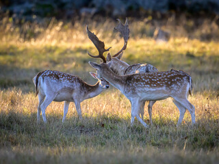 deer in the woods