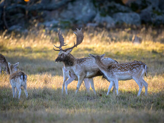 deer in the woods