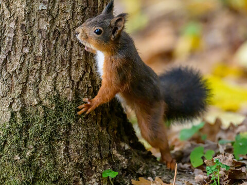 Little Curious Squirrel © johan