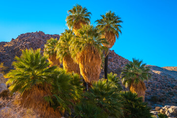 Joshua Tree National Park Hiking Trail Landscape Series, hundreds of years old palm trees at...