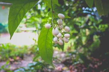 food leaves flower plant natural background