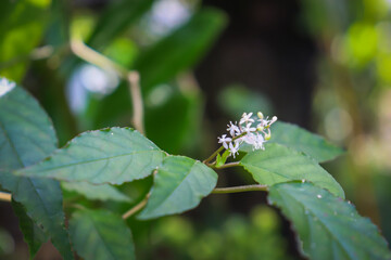 White flowers with green leaves, pant