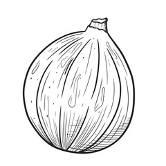 Vector black and white isolated sketch illustration of fig fruit.