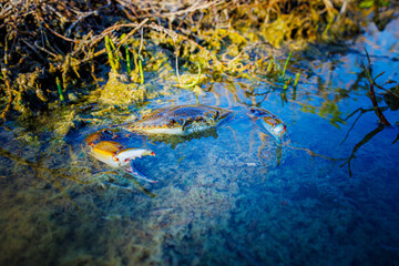 Crab on Trail, Everglades National Park