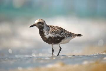 Black-Bellied Plover wild sea birdlooking for food on seaside in summer