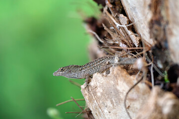 Macro closeup of blown alone lizard warming on summer sun. Anolis sagrei small reptile in native to Florida USA