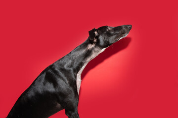 Profile attentive black greyhound dog looking away. Obedience concept. Isolated on red, magenta background