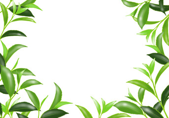 Frame of green tea leaves on white