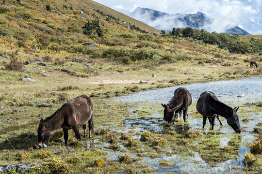 Des mules se restaurent &agrave; Robluthang, huiti&egrave;me jour du Snowman Trek, Bhoutan